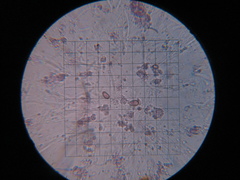 Hypochnella violacea