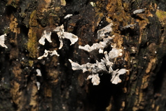 Xylaria hypoxylon