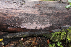 Hypochnella violacea