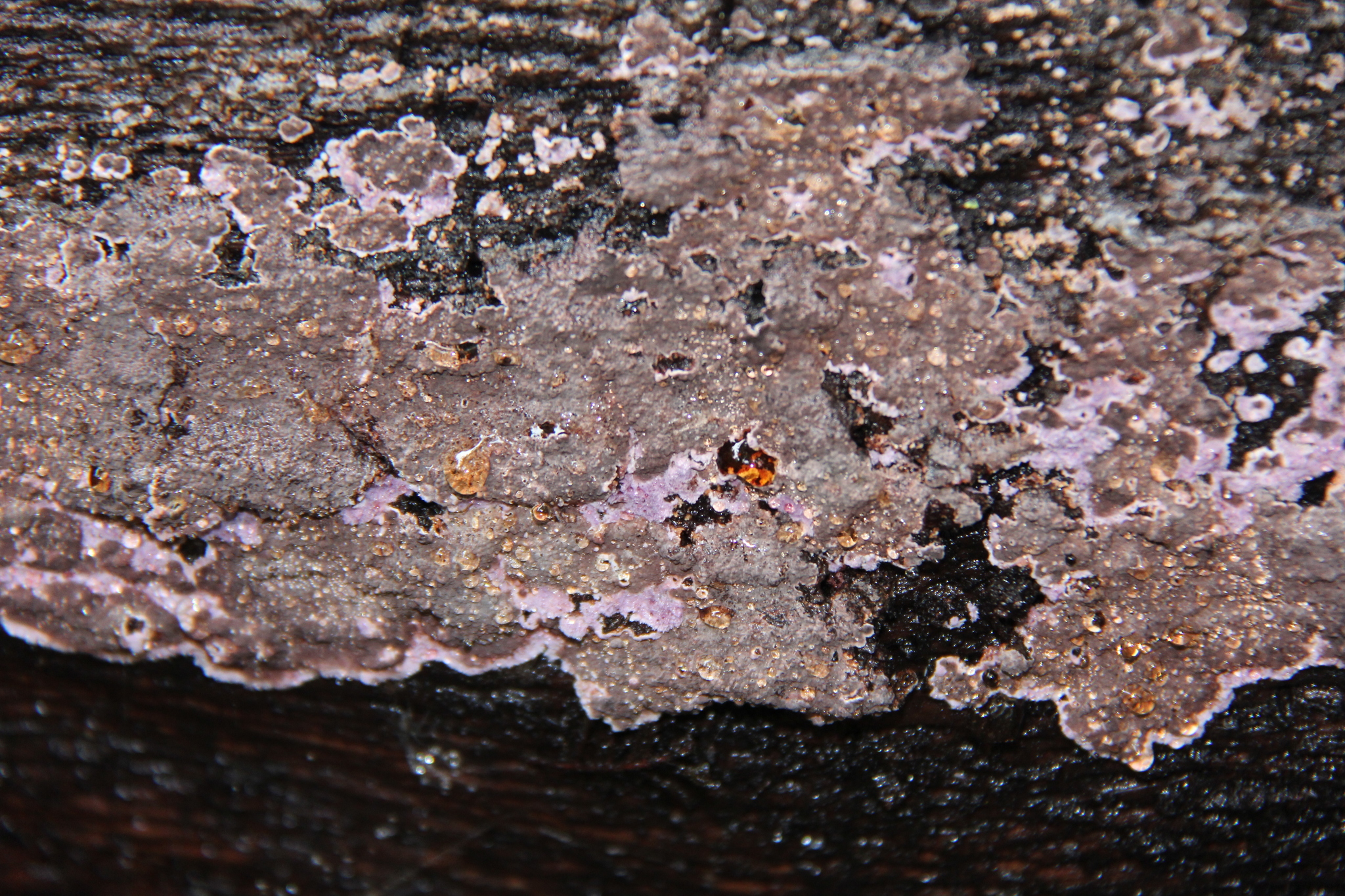 Atheliaceae image