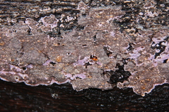 Hypochnella violacea
