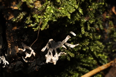 Xylaria hypoxylon