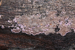 Hypochnella violacea