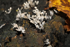 Xylaria hypoxylon