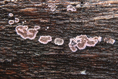 Hypochnella violacea