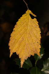 Ulmus glabra