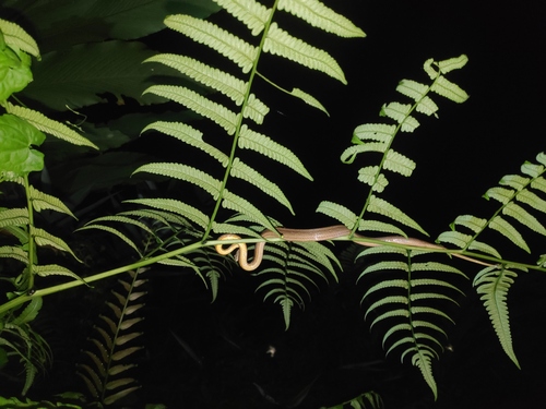 Common Mock Viper