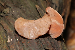 Auricularia auricula-judae