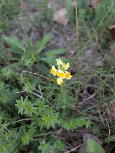 common toadflax