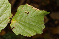 Corylus avellana