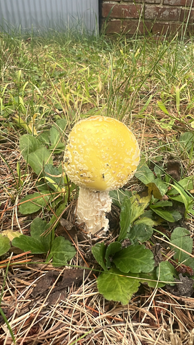 American Yellow Fly Agaric