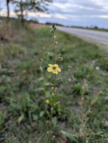 moth mullein