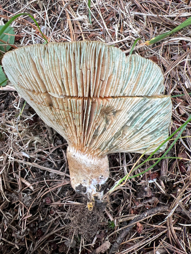 Celandine Milkcap