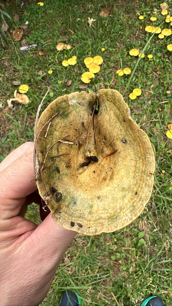Celandine Milkcap