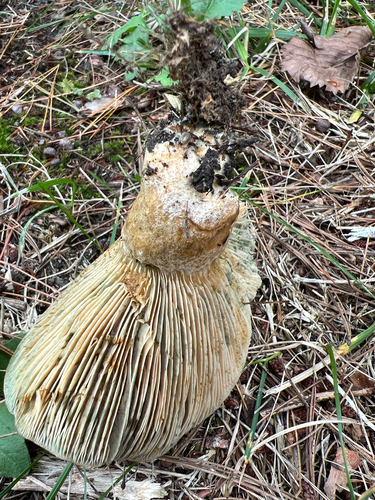 Celandine Milkcap