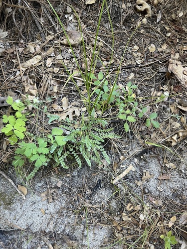 Cleveland's horkelia (Horkelia clevelandii)