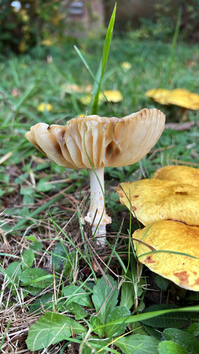 Agaricomycetidae