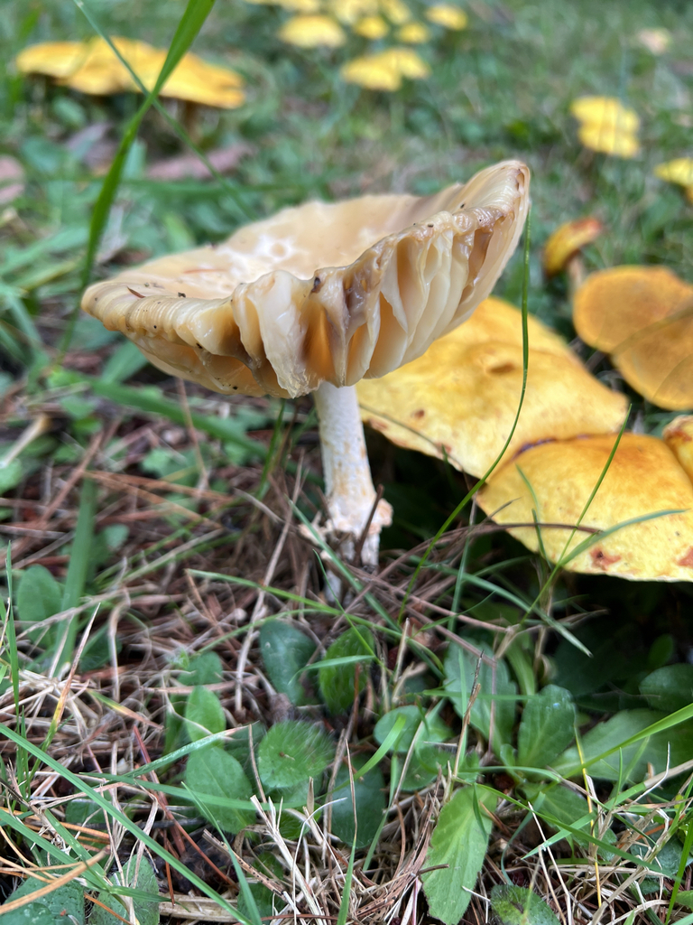 Agaricomycetidae