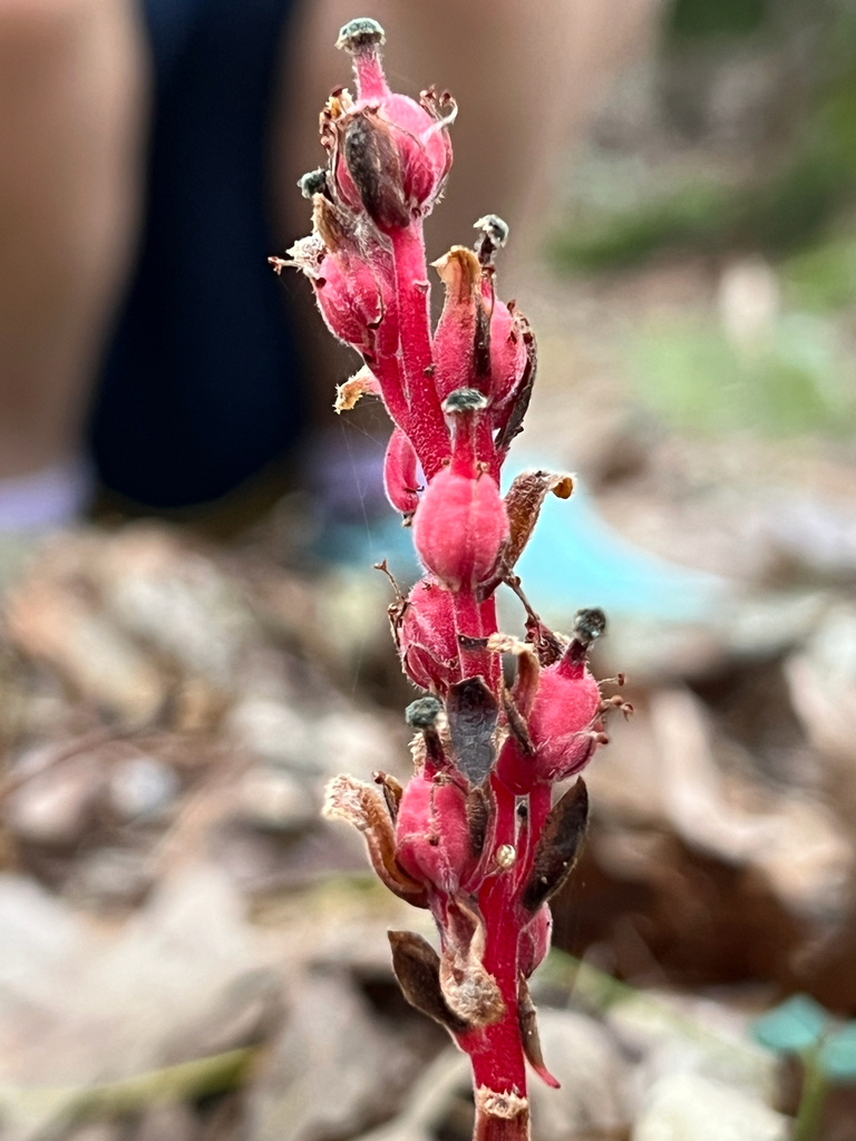 pinesap