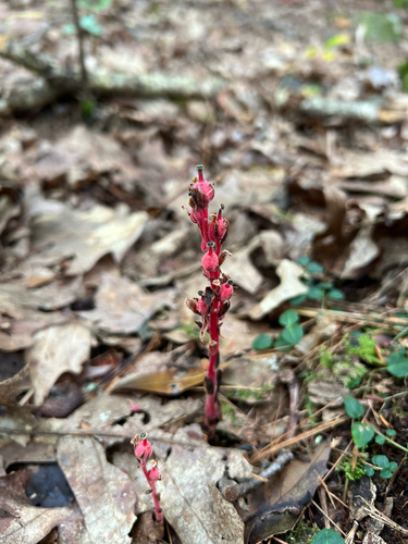 pinesap