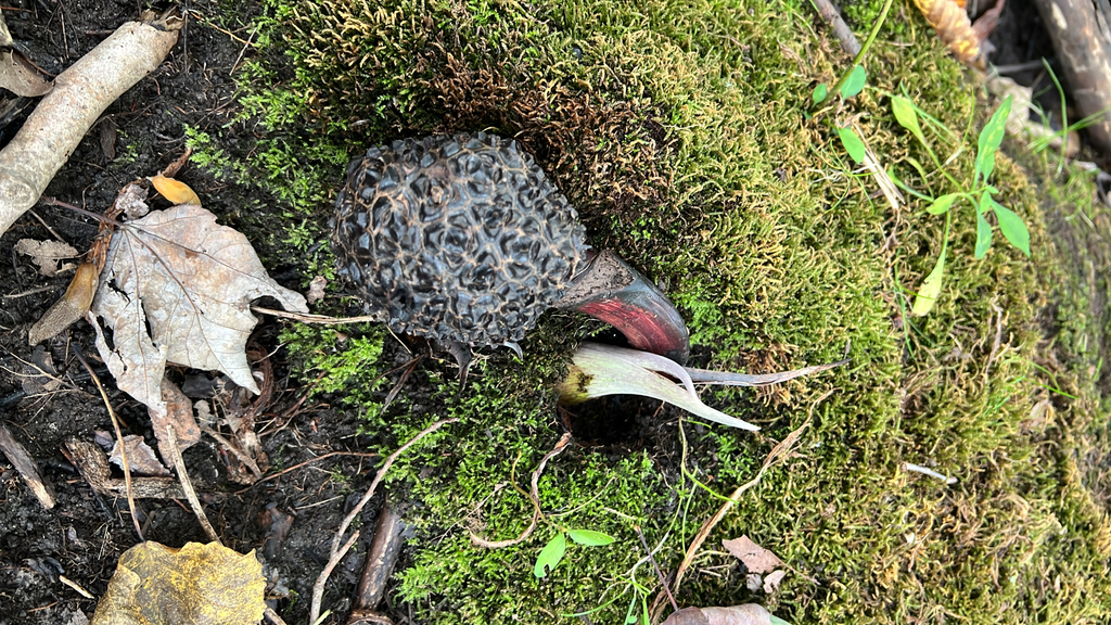 Eastern Skunk Cabbage