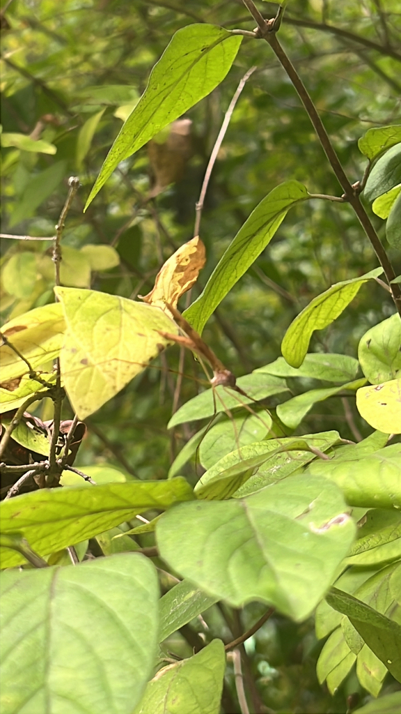 Platytipula