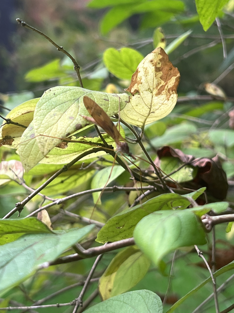 Platytipula