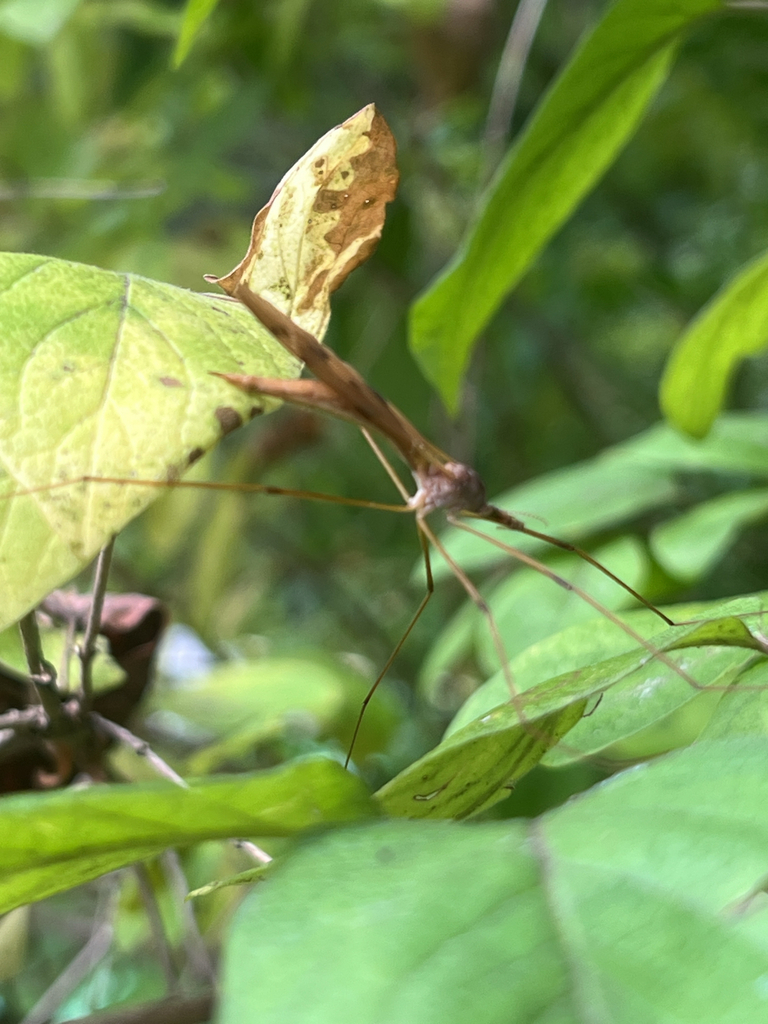 Platytipula