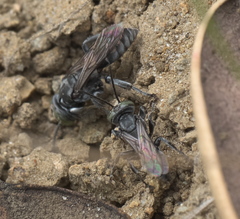 Tachysphex nigerrimus