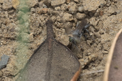 Tachysphex nigerrimus