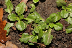 Bellis perennis