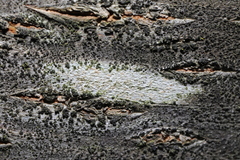 Fungi
