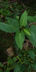 Ipomoea