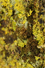 Xanthoria parietina