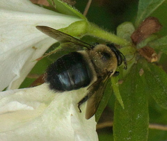 Xylocopa virginica image
