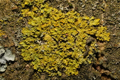 Xanthoria parietina