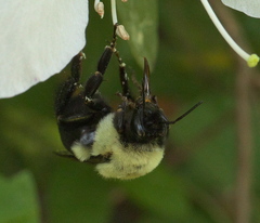 Bombus impatiens image