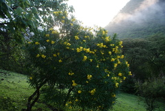 Cascabela thevetioides