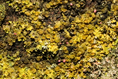 Xanthoriicola physciae