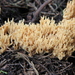 Ramaria myceliosa - Photo (c) Alan Rockefeller,  זכויות יוצרים חלקיות (CC BY), הועלה על ידי Alan Rockefeller