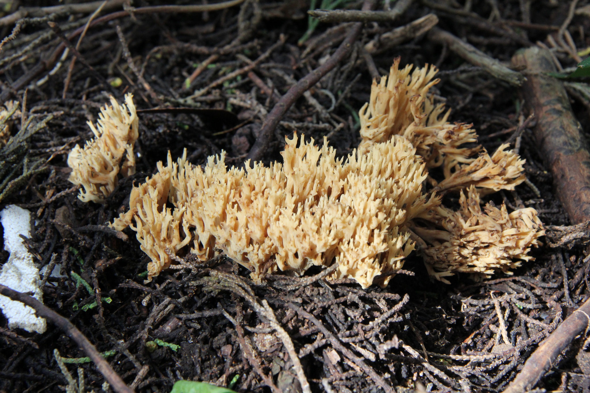 Ramaria myceliosa image