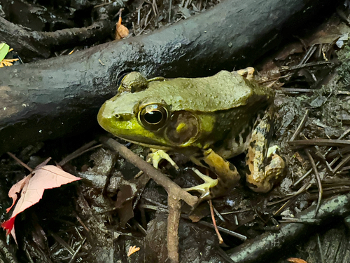Green Frog