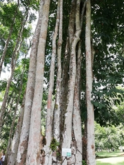 Hevea brasiliensis
