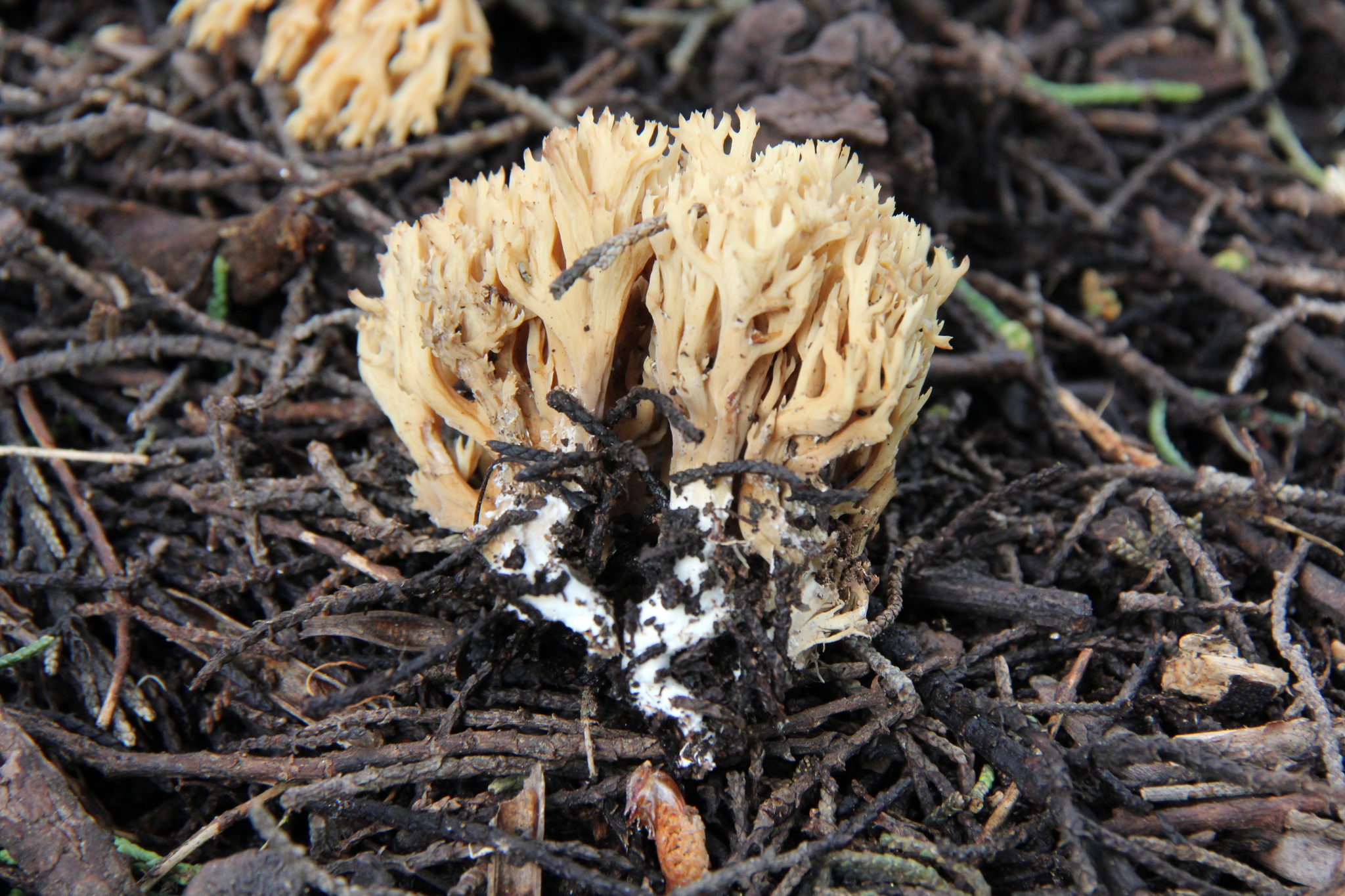 Ramaria myceliosa image