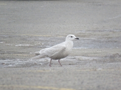 Larus glaucoides