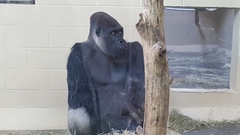 Gorilla