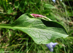 Dasineura valerianae
