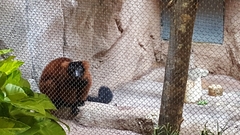 Varecia rubra