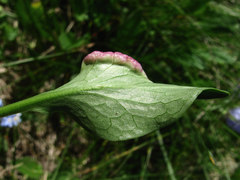 Dasineura valerianae