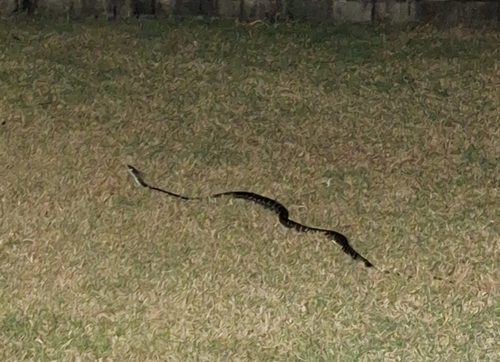Coastal Carpet Python sighting